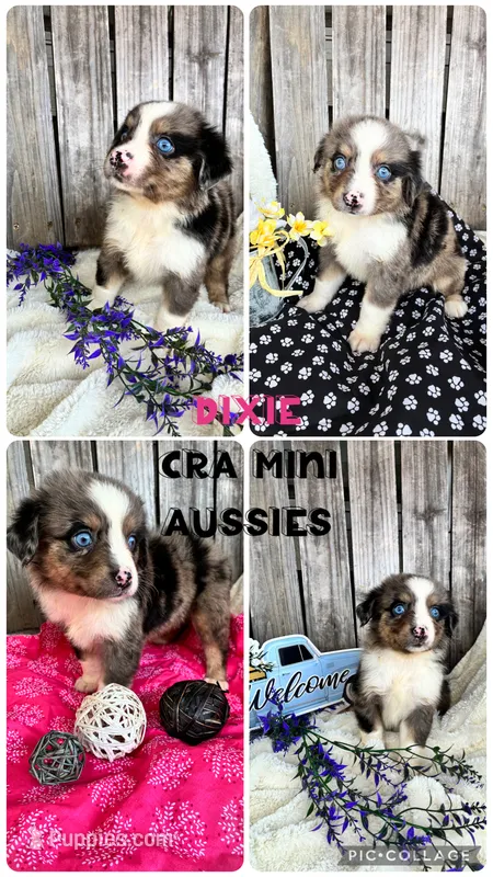 Dixie – Miniature Australian Shepherd puppy for sale in Center, TX