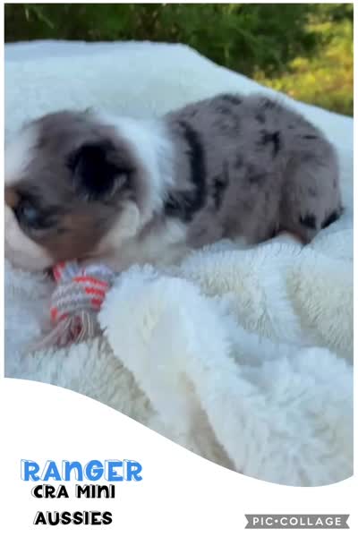 Ranger, a male Miniature Australian Shepherd for sale in Center, TX – 3 of 3