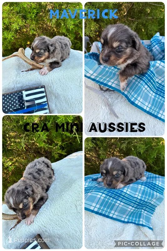 Maverick  – Miniature Australian Shepherd puppy for sale in Center, TX