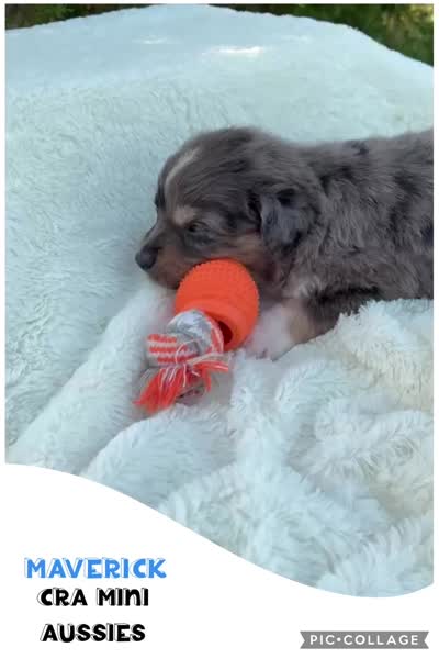 Maverick , a male Miniature Australian Shepherd for sale in Center, TX – 3 of 3