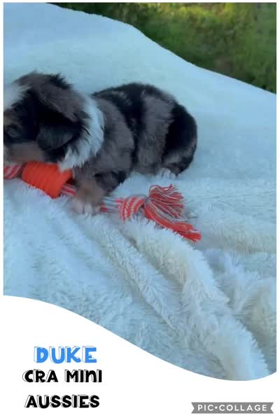Duke, a male Miniature Australian Shepherd for sale in Center, TX – 3 of 3