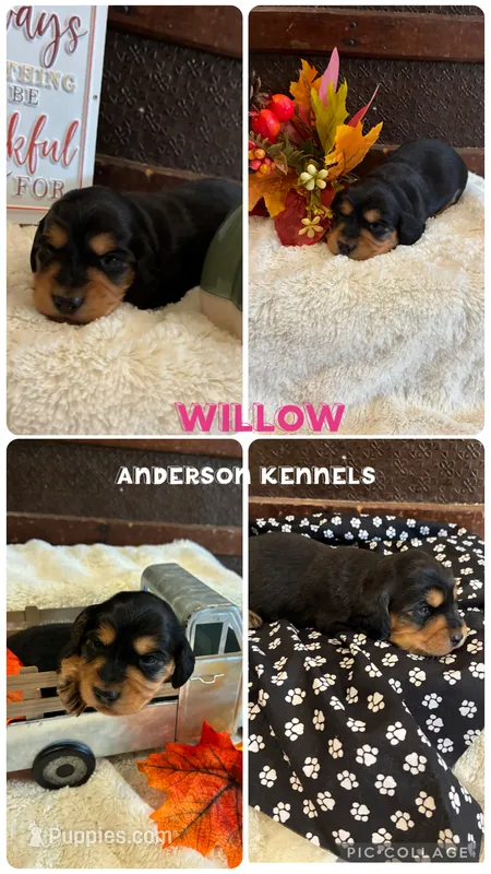 Williw – Miniature Dachshund puppy for sale in Center, TX