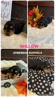 Williw, a female Miniature Dachshund for sale in Center, TX – 1 of 2