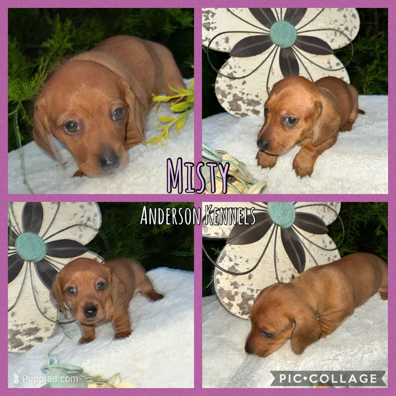 Misty – Miniature Dachshund puppy for sale in Center, TX