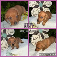 Misty, a female Miniature Dachshund for sale in Center, TX – 1 of 2
