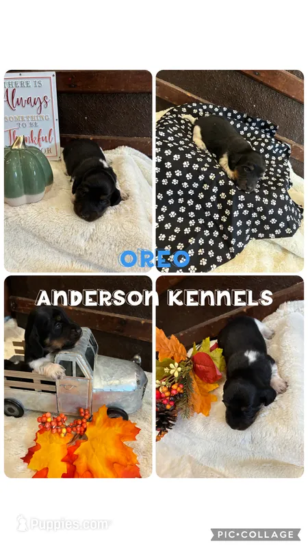 Oreo – Miniature Dachshund puppy for sale in Center, TX