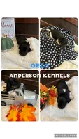 Oreo, a male Miniature Dachshund for sale in Center, TX – 1 of 2
