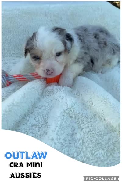 Outlaw, a male Miniature Australian Shepherd for sale in Center, TX – 3 of 3