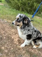 Skylar, a female Miniature Australian Shepherd for sale in Center, TX – 2 of 2
