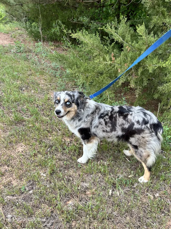 Skylar – Miniature Australian Shepherd puppy for sale in Center, TX