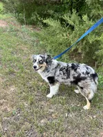 Skylar, a female Miniature Australian Shepherd for sale in Center, TX – 1 of 2