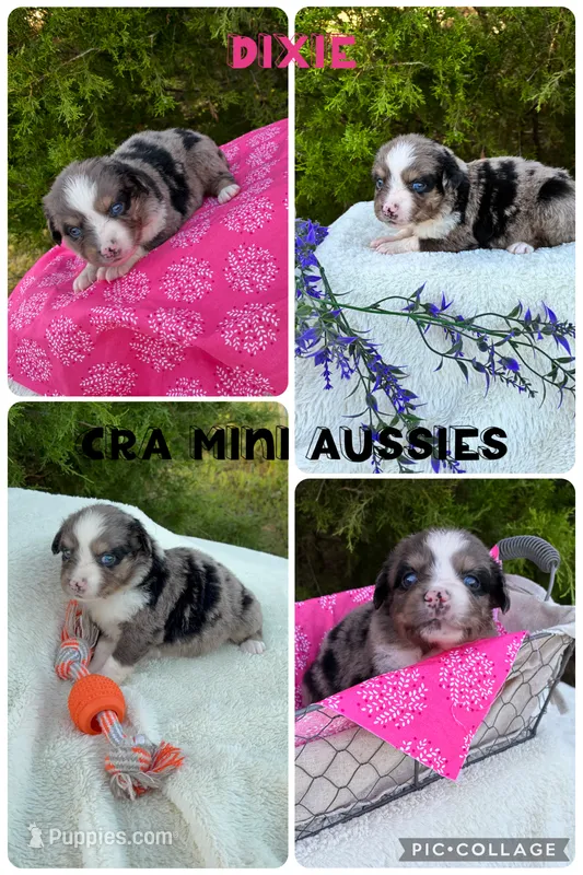 Dixie – Miniature Australian Shepherd puppy for sale in Center, TX