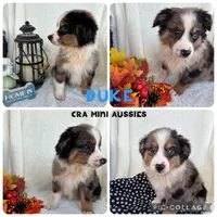 Duke, a male Miniature Australian Shepherd for sale in Center, TX – 1 of 5