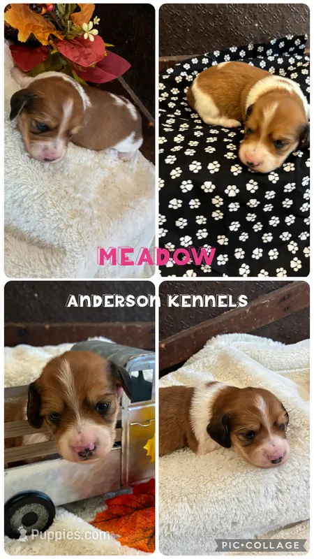 Meadow – Miniature Dachshund puppy for sale in Center, TX
