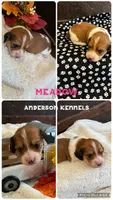 Meadow, a female Miniature Dachshund for sale in Center, TX – 1 of 2