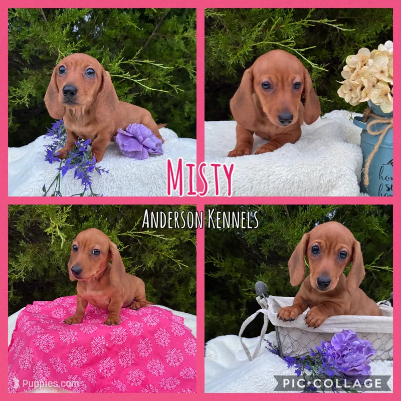 Misty – Miniature Dachshund puppy for sale in Center, TX