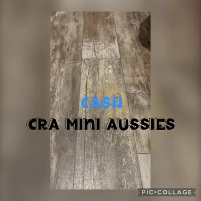 Cash, a male Miniature Australian Shepherd for sale in Center, TX – 5 of 5