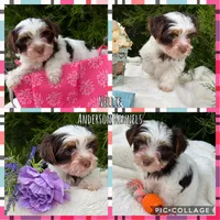 Nellie, a female Yorkshire Terrier for sale in Center, TX – Photo 3 of 5