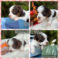 Nellie, a female Yorkshire Terrier for sale in Center, TX – Photo 5 of 5