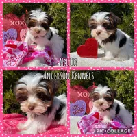 Nellie, a female Yorkshire Terrier for sale in Center, TX – Photo 1 of 5