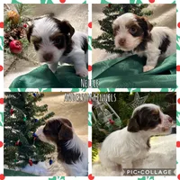 Nellie, a female Yorkshire Terrier for sale in Center, TX – Photo 4 of 5