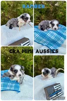 Ranger, a male Miniature Australian Shepherd for sale in Center, TX – 1 of 3