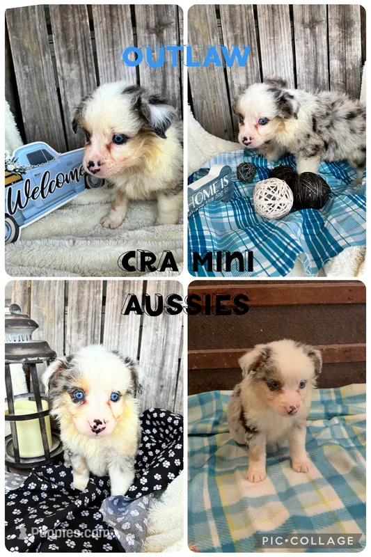 Outlaw – Miniature Australian Shepherd puppy for sale in Center, TX