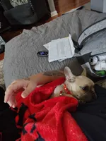 Stitch, a male French Bulldog for sale in Memphis, TN – 3 of 7
