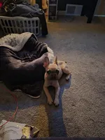 Stitch, a male French Bulldog for sale in Memphis, TN – 5 of 7