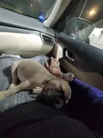 Stitch, a male French Bulldog for sale in Memphis, TN – 4 of 7