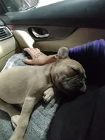 Stitch, a male French Bulldog for sale in Memphis, TN – 7 of 7