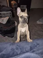 Stitch, a male French Bulldog for sale in Memphis, TN – 6 of 7