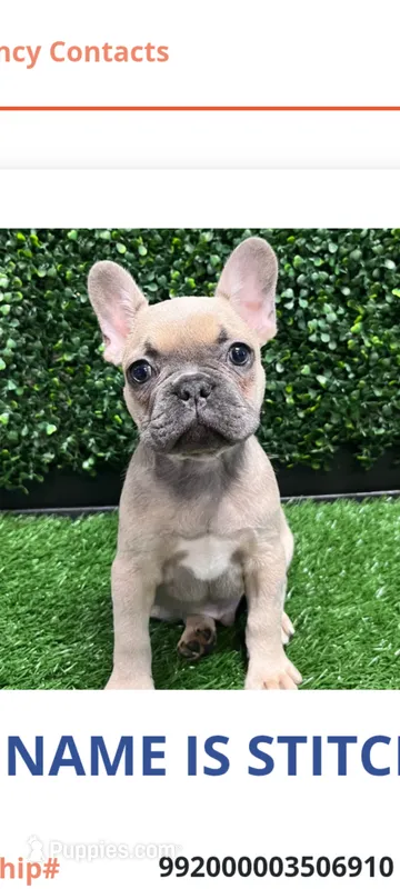 Stitch – French Bulldog puppy for sale in Memphis, TN