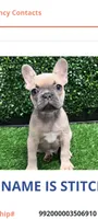 Stitch, a male French Bulldog for sale in Memphis, TN – 1 of 7