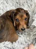 Rouge, a female Miniature Dachshund for sale in Chillicothe, OH – 1 of 3