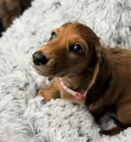 Rouge, a female Miniature Dachshund for sale in Chillicothe, OH – 10 of 10