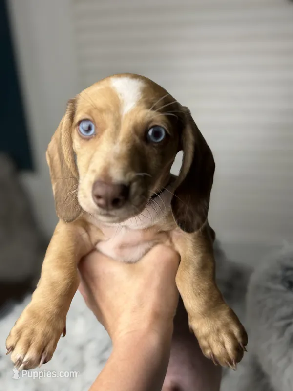 Willy Beans  – Miniature Dachshund puppy for sale in Chillicothe, OH