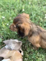 Rouge, a female Miniature Dachshund for sale in Chillicothe, OH – 5 of 10
