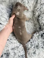 Iris, a female Miniature Dachshund for sale in Chillicothe, OH – 4 of 4