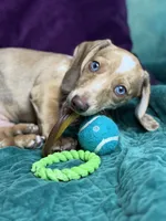 Willy , a male Miniature Dachshund for sale in Chillicothe, OH – 5 of 10