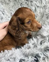 Rusty Buckets , a male Miniature Dachshund for sale in Chillicothe, OH – 6 of 6