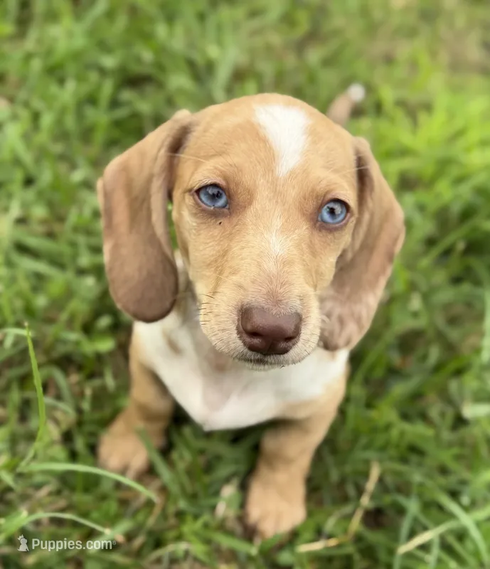 Willy Beans  – Miniature Dachshund puppy for sale in Chillicothe, OH