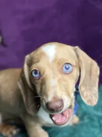 Willy , a male Miniature Dachshund for sale in Chillicothe, OH – 6 of 10