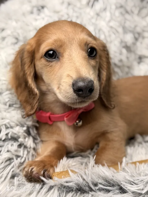 Maybel  – Miniature Dachshund puppy for sale in Chillicothe, OH
