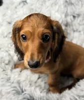 Rouge, a female Miniature Dachshund for sale in Chillicothe, OH – 8 of 10