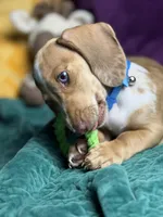 Willy , a male Miniature Dachshund for sale in Chillicothe, OH – 8 of 10