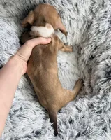Willy Beans , a male Miniature Dachshund for sale in Chillicothe, OH – 3 of 3