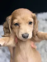 Maybel , a female Miniature Dachshund for sale in Chillicothe, OH – 1 of 3