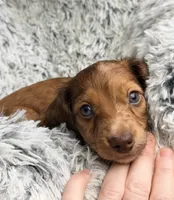 Rusty Buckets , a male Miniature Dachshund for sale in Chillicothe, OH – 5 of 6