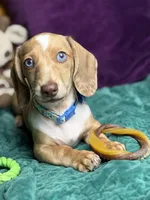 Willy , a male Miniature Dachshund for sale in Chillicothe, OH – 4 of 10